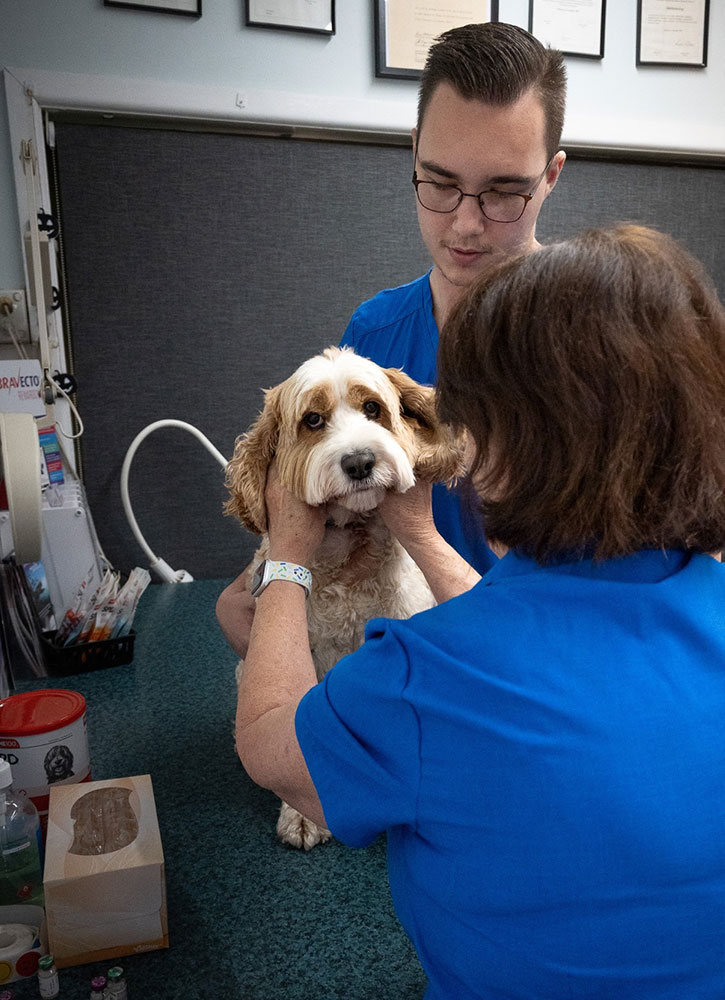 Menai Animal Hospital - Rehabilitation - Therapeutic Exercises