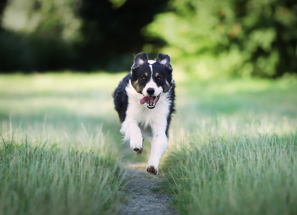 Menai Animal Hospital - Cancer Treatment & Chemotherapy - Care Options We Offer Menai Animal Hospital - Cancer Treatment & Chemotherapy - Care Options We Offer
