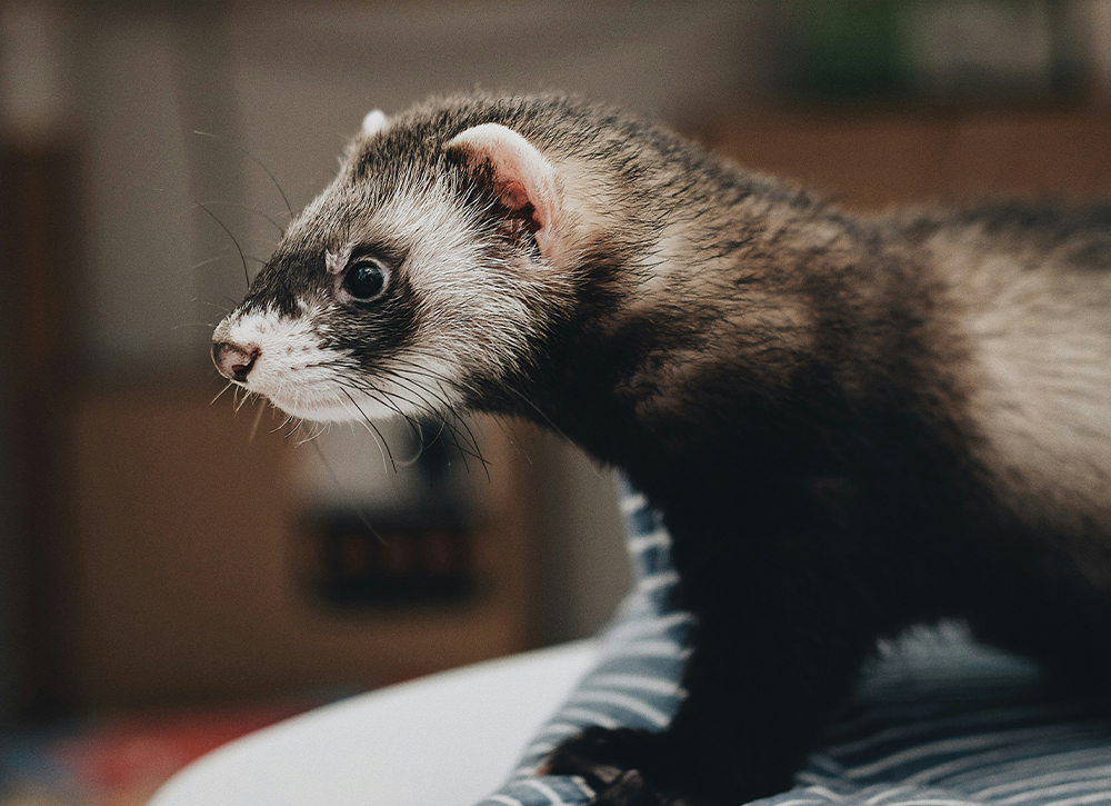 Menai Animal Hospital - Ferret Care Information