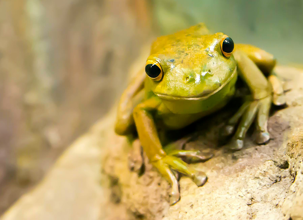 Menai Animal Hospital - Reptile Care - Frog Care