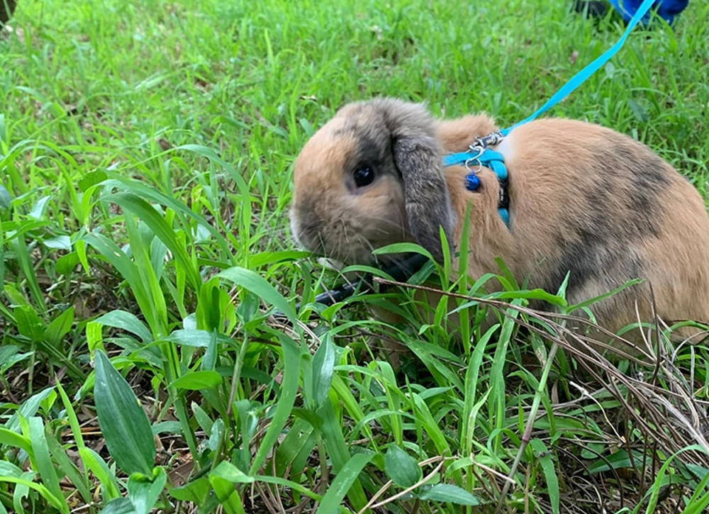 Menai Animal Hospital - Rabbit, Guinea Pig & Ferret Care