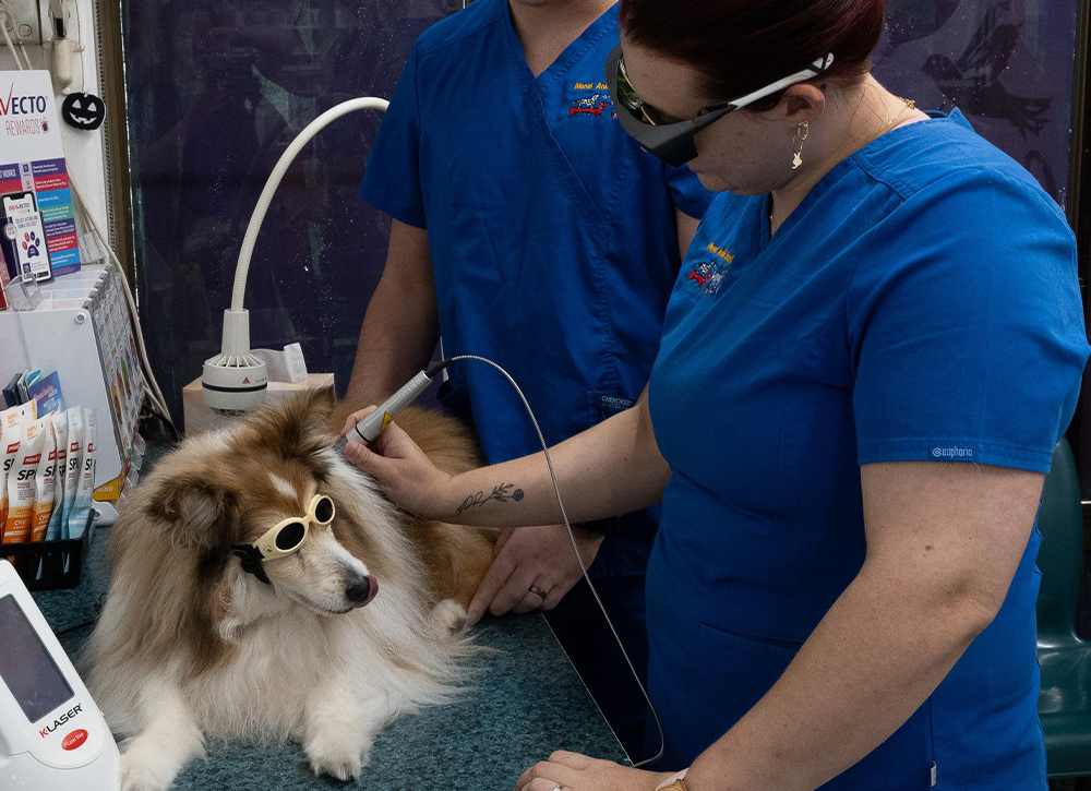 Menai Animal Hospital - Rehabilitation - Laser Therapy