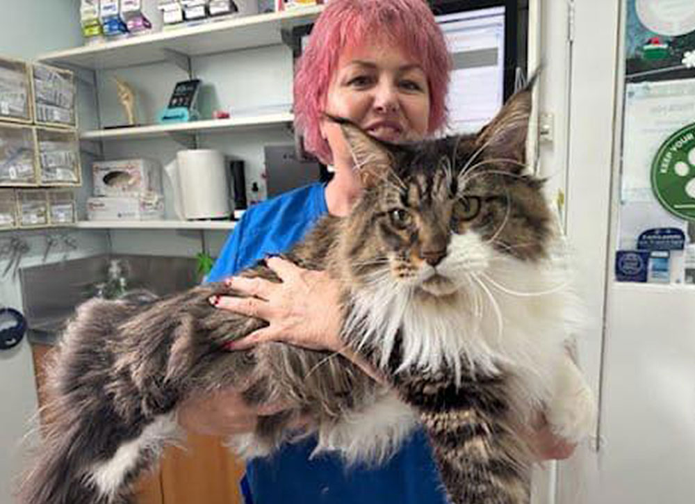 Menai Animal Hospital - Cat Care Information