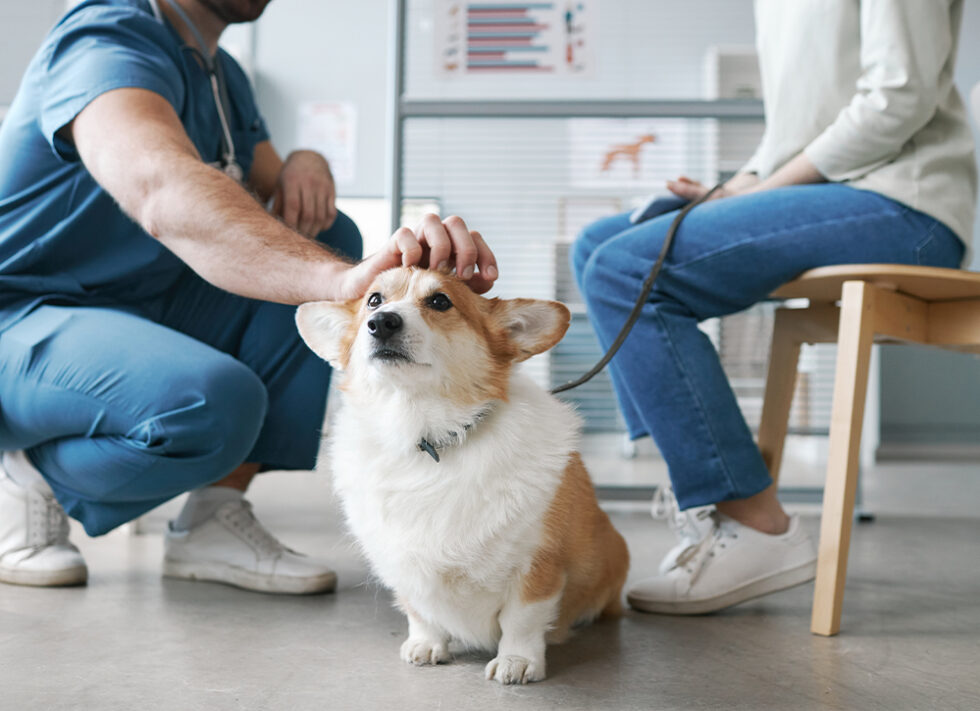Image showcasing Obesity in Dogs - Menai Animal Hospital