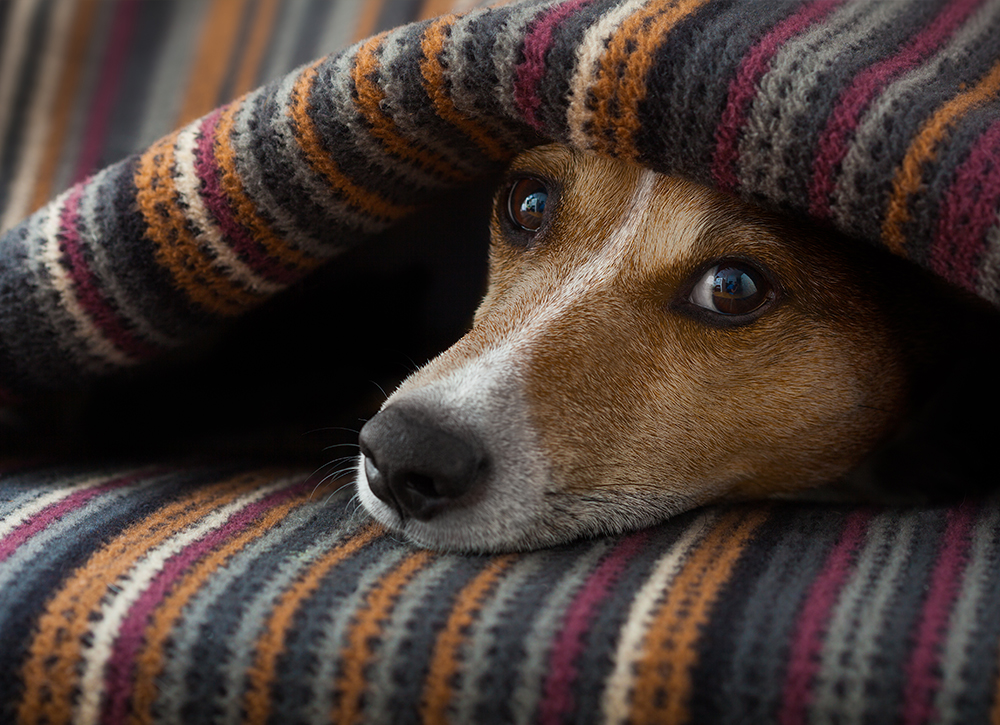 Menai Animal Hospital - Eight Steps to Calm Your Dog in Storms Menai Animal Hospital - Eight Steps to Calm Your Dog in Storms