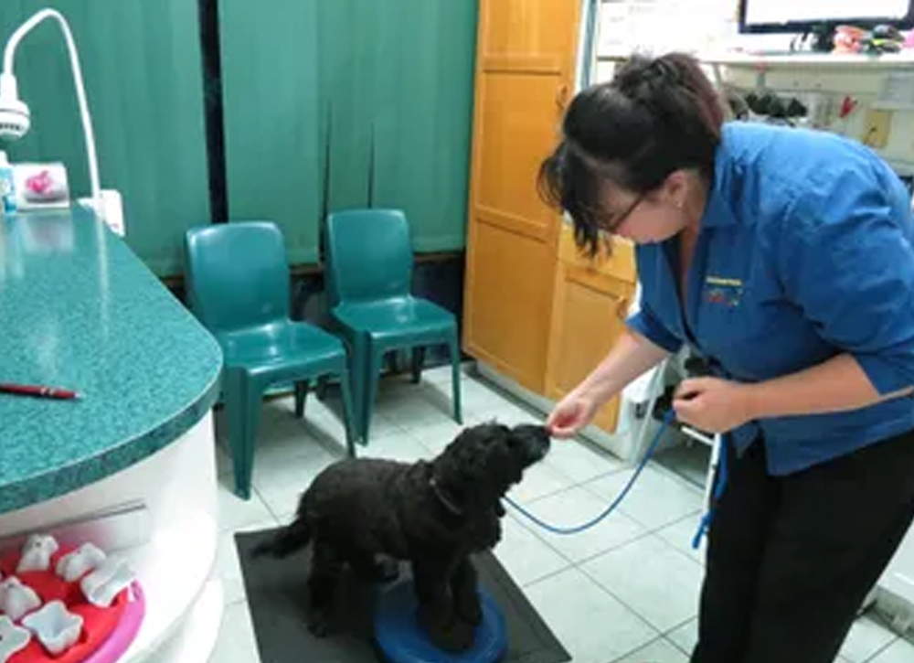 Menai Animal Hospital - Rehabilitation - Therapeutic Exercises