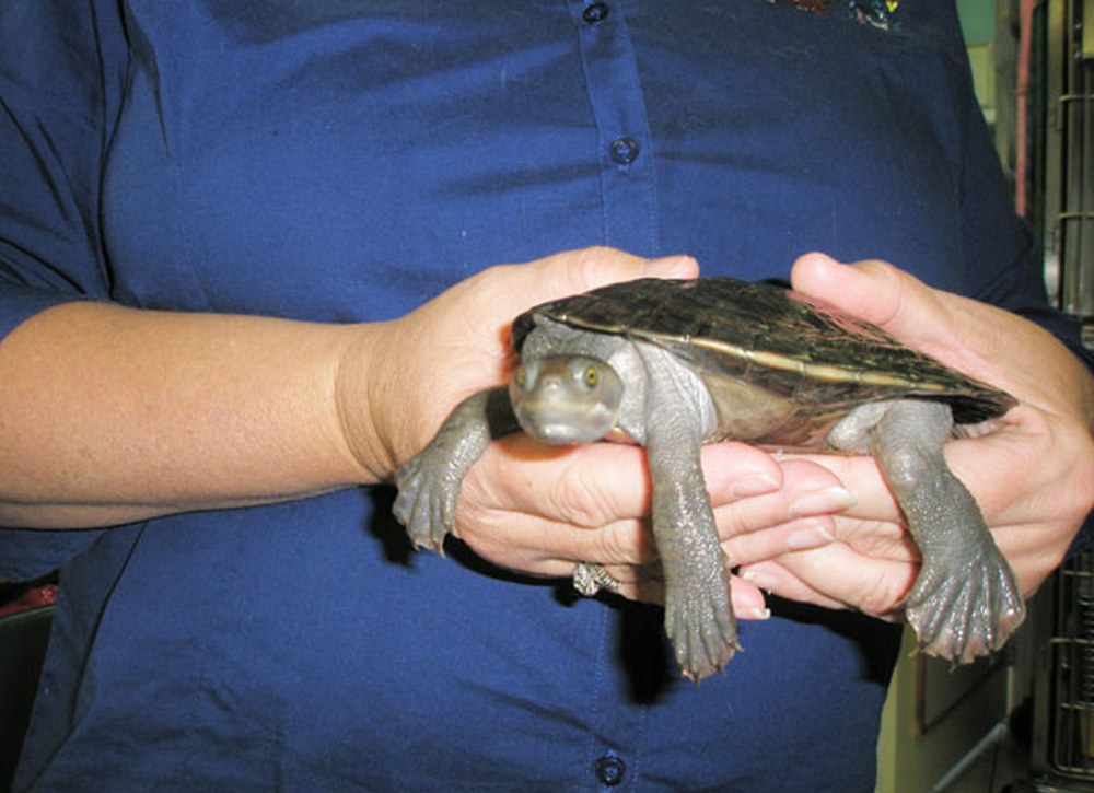 Menai Animal Hospital - Reptile Care - Turtle Care