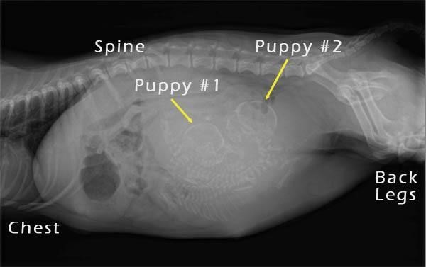 Timings of Caesareans - Pregnant Dog X-ray